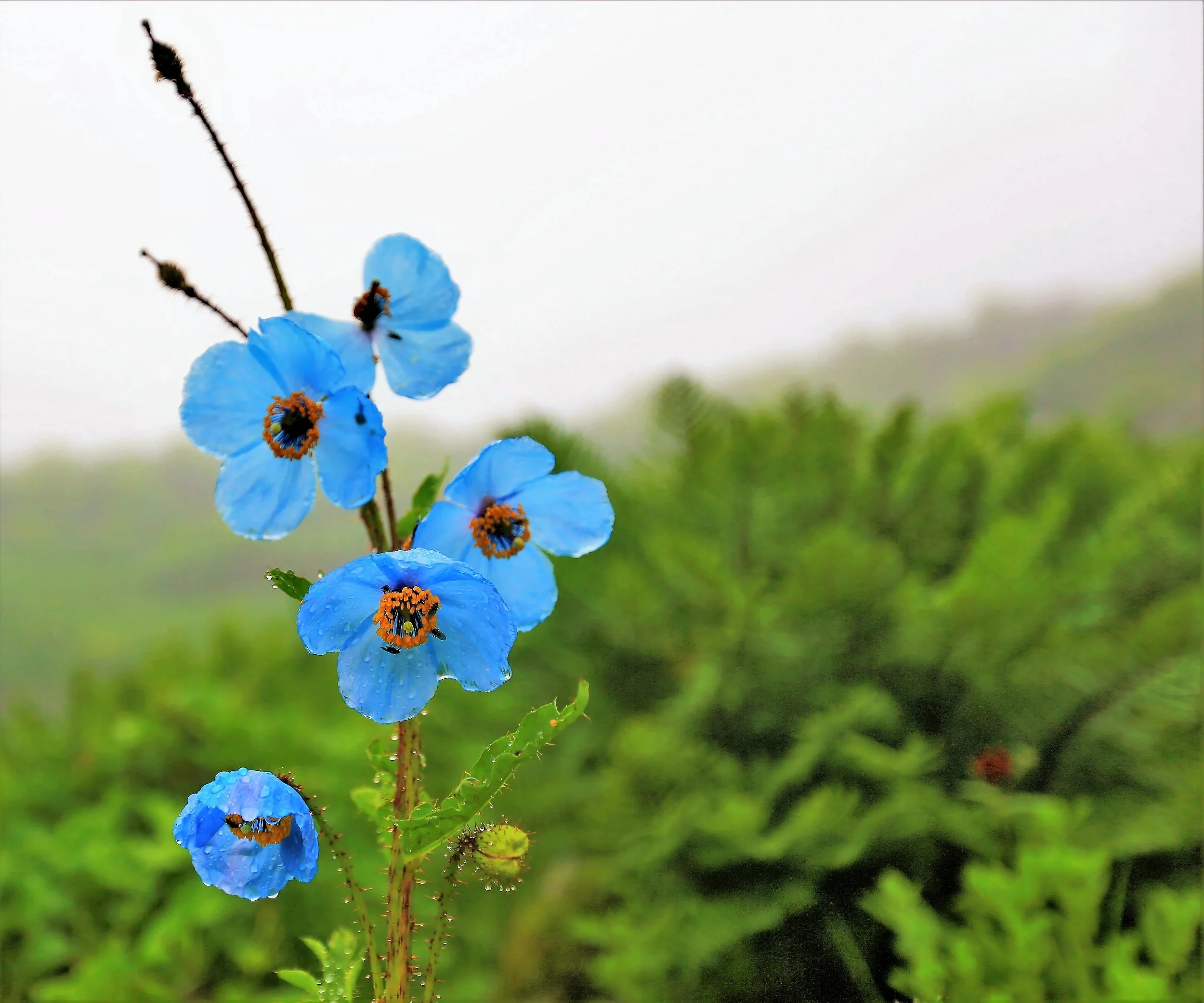 10 BLUE HIMALAYAN POPPY Tibetan Meconopsis Betonicifolia Flower Seeds