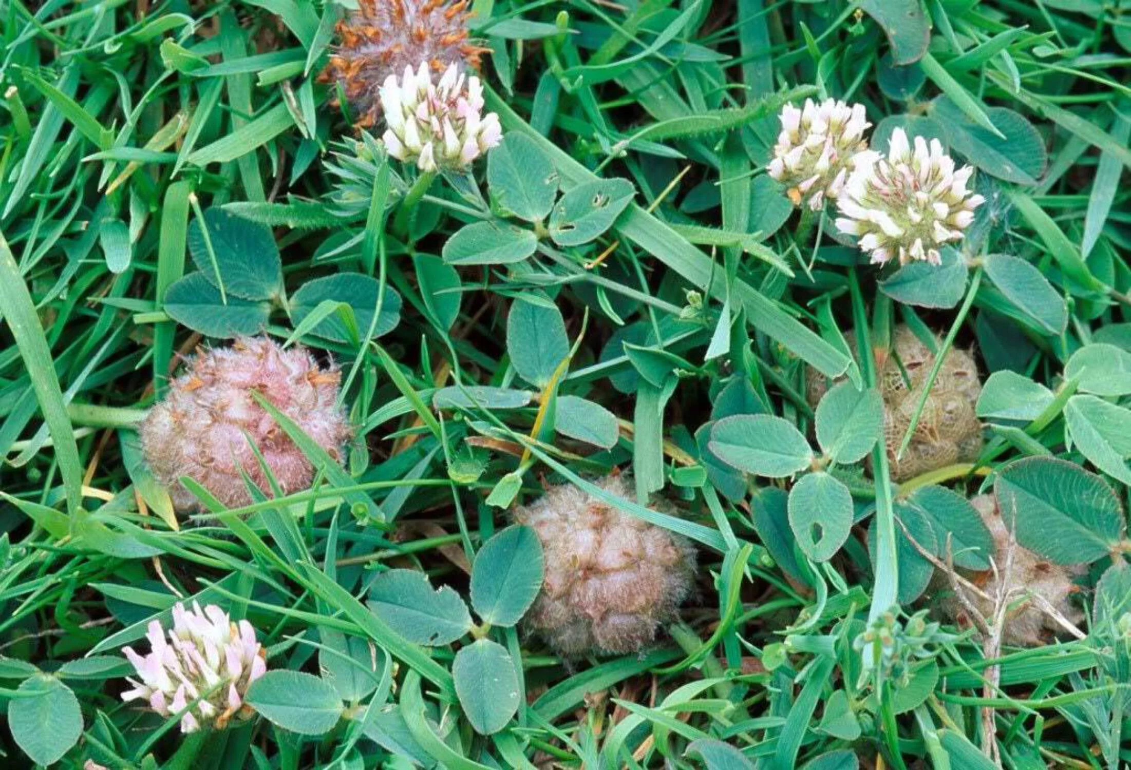 300 STRAWBERRY HEADED CLOVER Palestine Trifolium Fragiferum Pink Flower Seeds