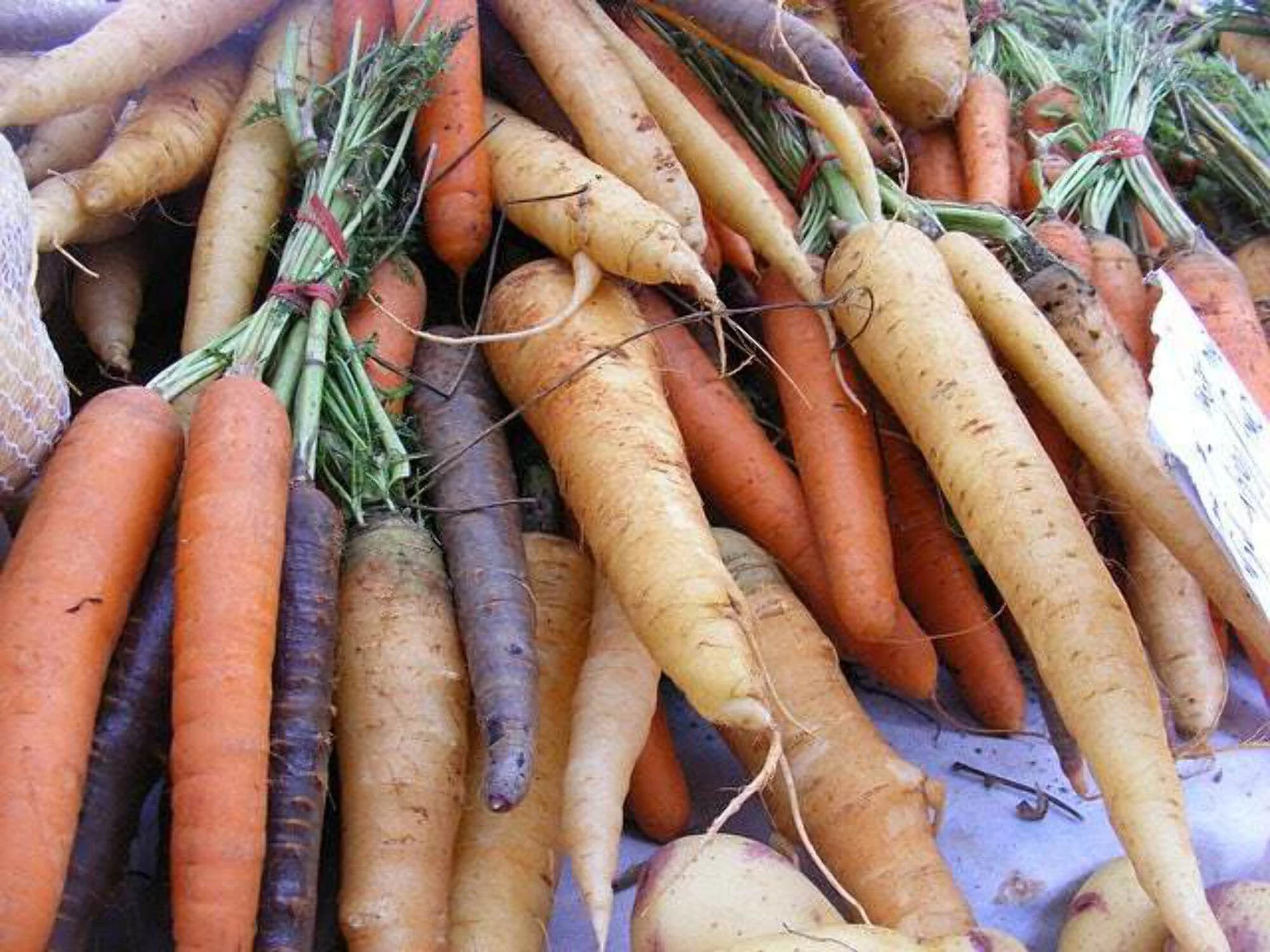 500 SNOW WHITE CARROT Daucus Carota Root Vegetable Seeds