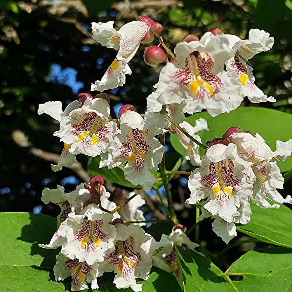 Catalpa Bignonioides Seeds Southern Catalpa Deciduous Tree Distinctive Appearance Large Heart-Shaped Leaves and Showy, Trumpet-Shaped Fragnrat Flowers Attract Bees 50Pcs by YEGAOL Garden