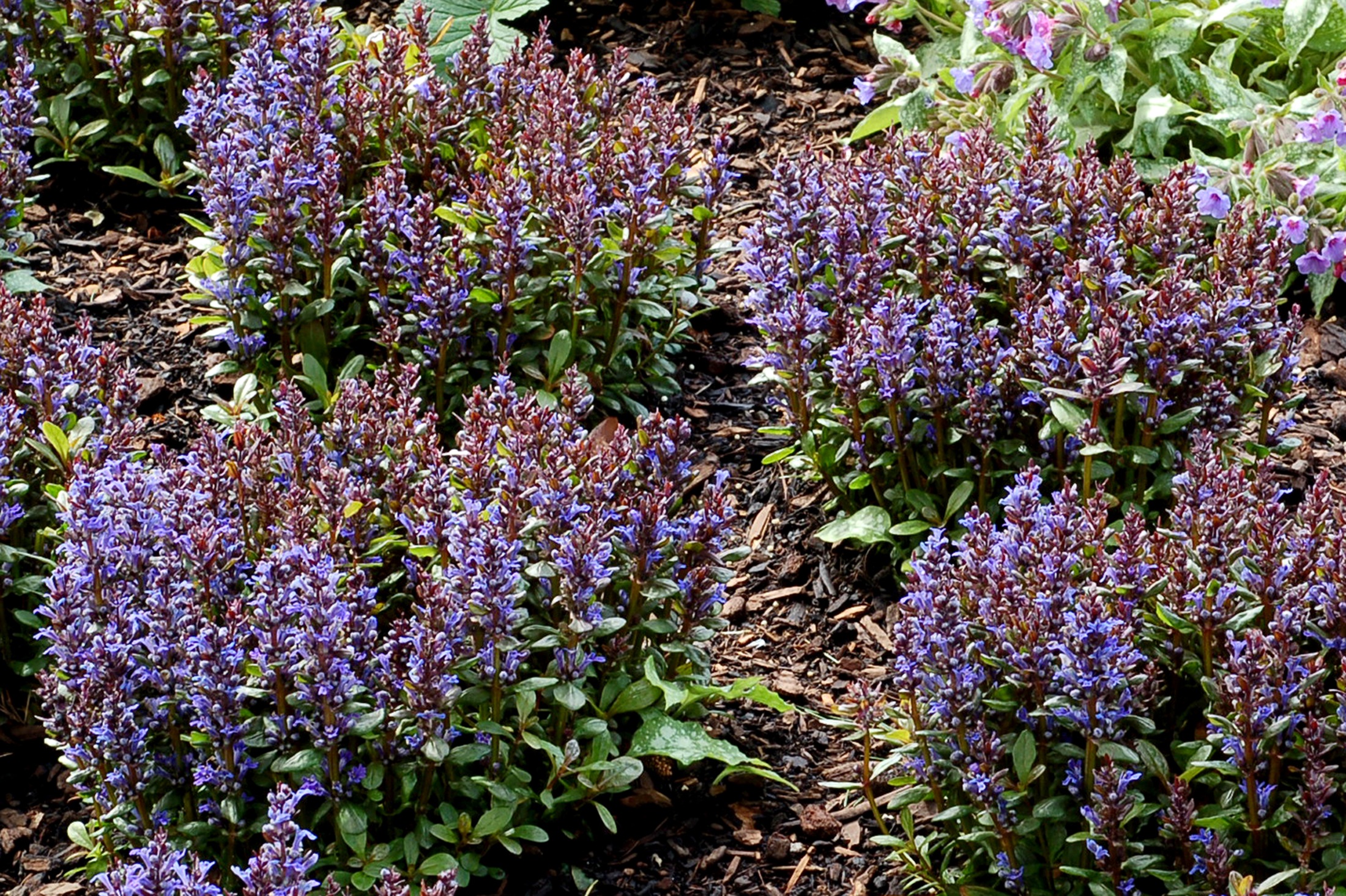 Blueberry Muffin Bugleweed - Ajuga - New! - Quart Pot