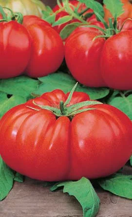 Clovers Garden Beefmaster Tomato Plant– Two (2) Live Plants – Not Seeds –Each 5