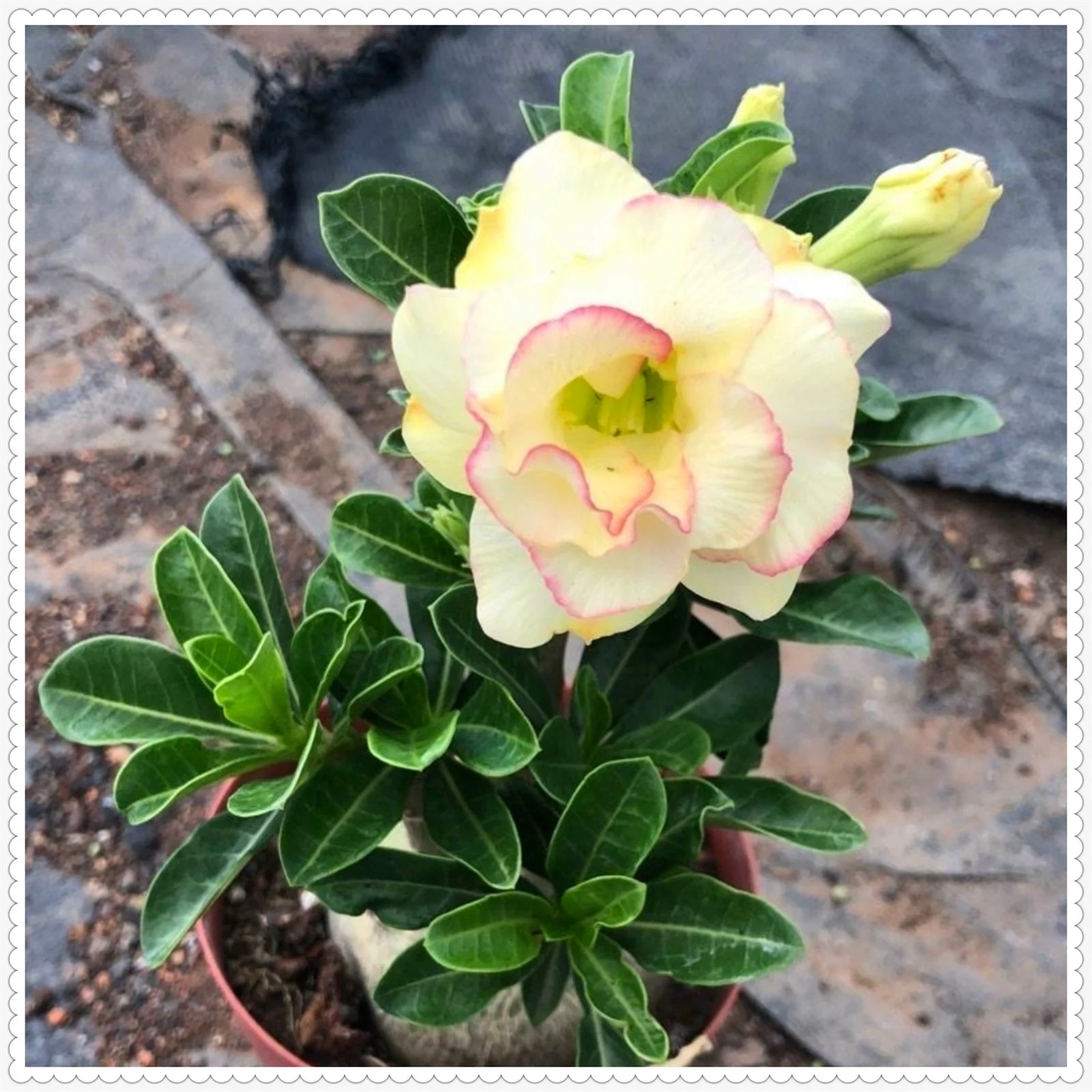 Desert rose bulbs bulk - Desert rose plant live - desert rose plants for sale - desert rose seeds for planting - adenium obesum live plant