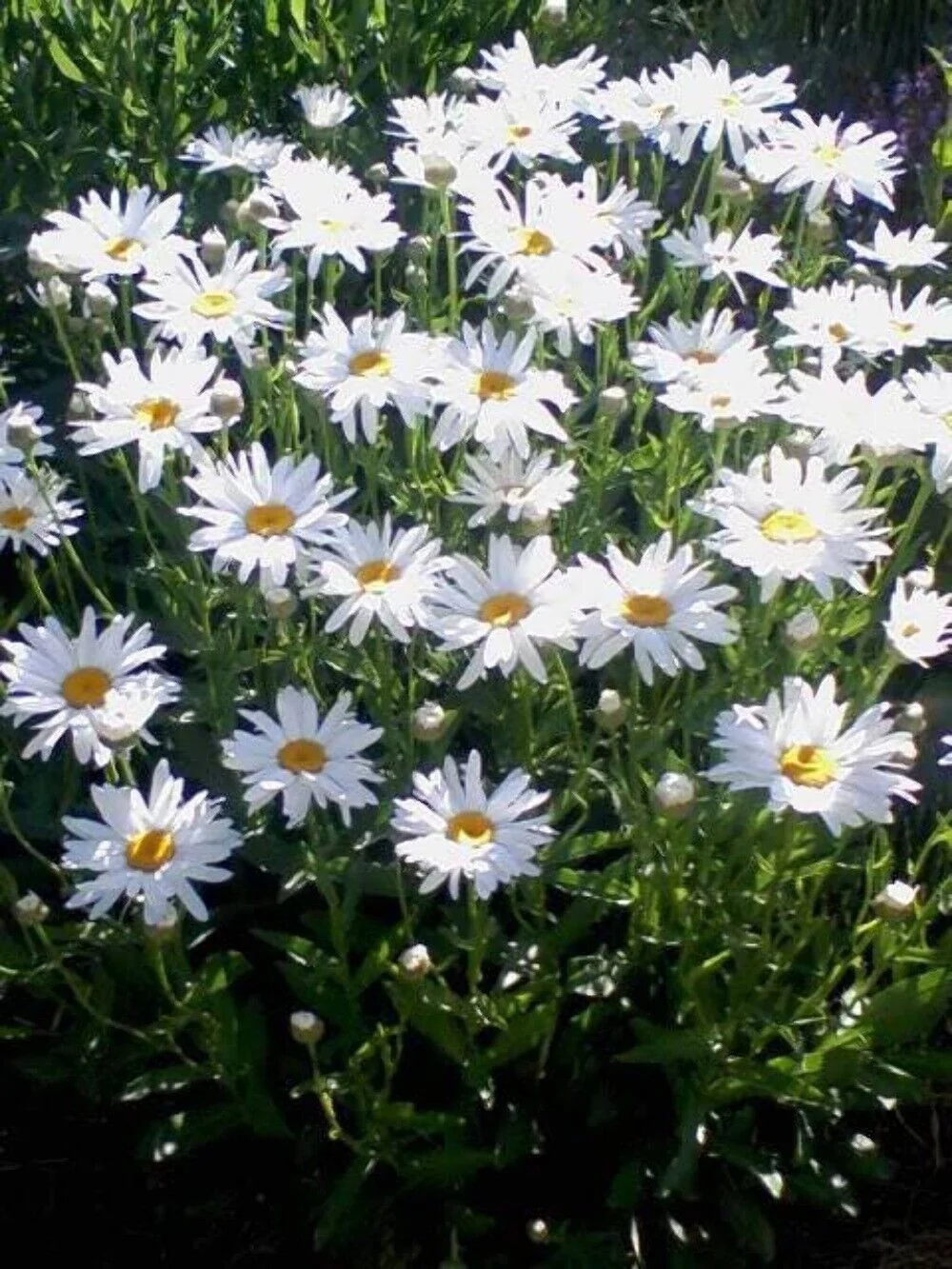 1000 DWARF White SHASTA DAISY Chrysanthemum Maximum Flower Seeds