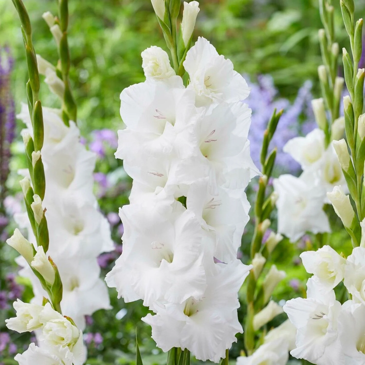 Gladiolus 'Pura Vida' - 10 Plant Bulbs, White Flowers in Summer Blooming Gardens