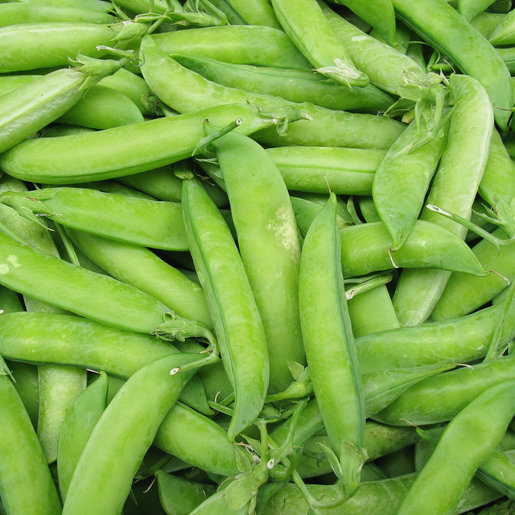 Wando Pea Garden Seeds - Treated - 1 Lbs - Non-GMO, Heirloom Vegetable Gardening Seed - Pisum sativum