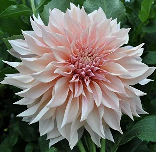 Cafe au Lait Dinnerplate Dahlia Bulb, Plant, Root, Flower, Seeds*Bulbs*Plants*&More