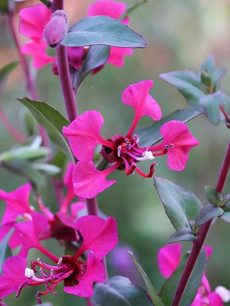 500 Mixed ELEGANT CLARKIA Mountain Garland Elegans Pink Purple Red Flower Seeds