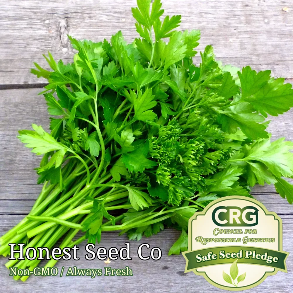 400+ Italian Parsley Seeds | Non-GMO | Fresh Garden Seeds