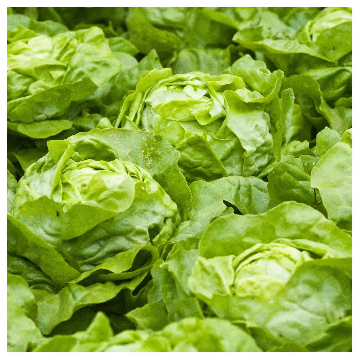 Everwilde Farms - 1000 White Boston Butterhead Lettuce Seeds - Gold Vault Jumbo Bulk Seed Packet