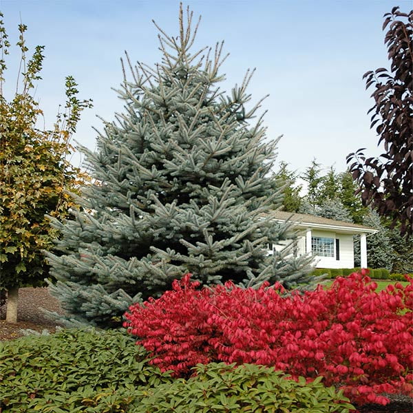Brighter Blooms - Fat Albert Colorado Blue Spruce, 1-2 ft. - No Shipping To AZ