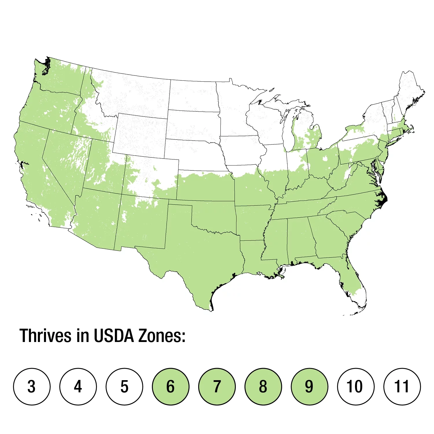 Shoal Creek Vitex (2.5 Gallon) Chaste Tree with Fragrant Lilac-Purple Flower Clusters - Texas