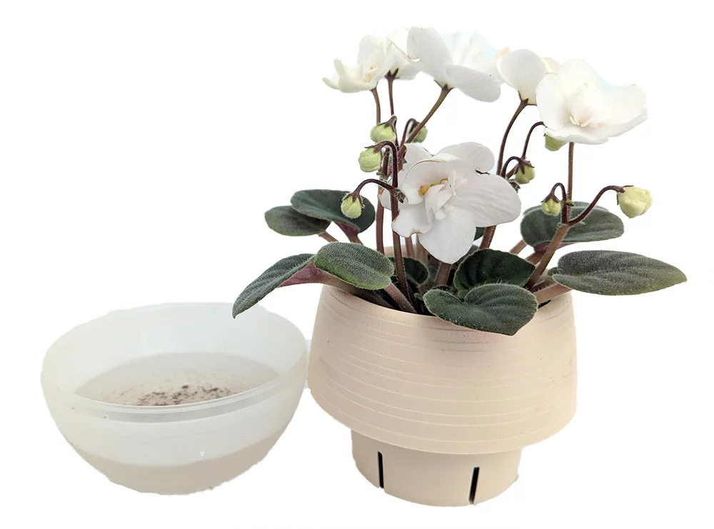 Miniature African Violet in 3