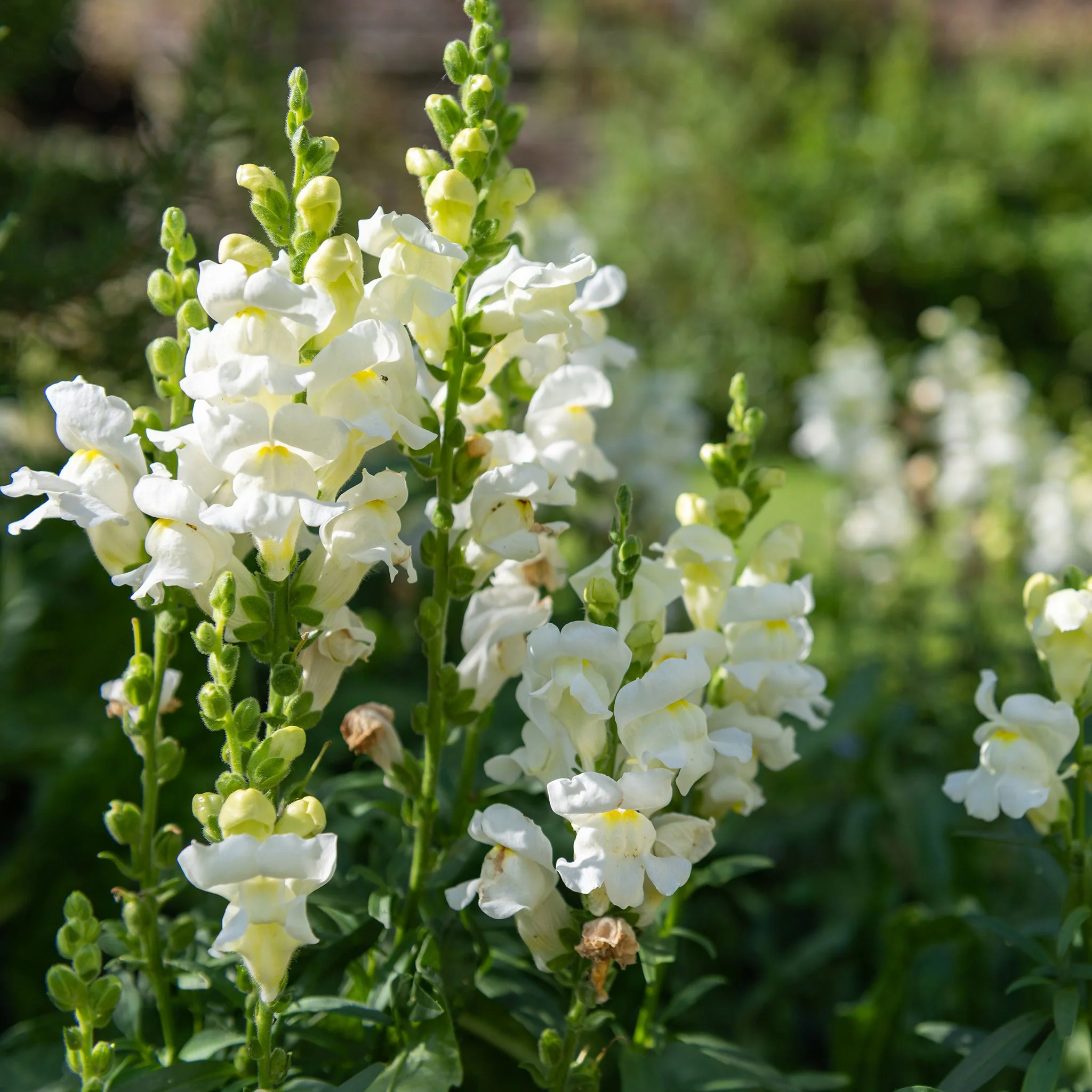 Snapdragon Seeds - Snowflake - 1 Ounce - White Flower Seeds,  Heirloom Seed  Attracts Bees, Attracts Butterflies, Attracts Hummingbirds, Attracts Pollinators, Easy to Grow & Maintain, Edible