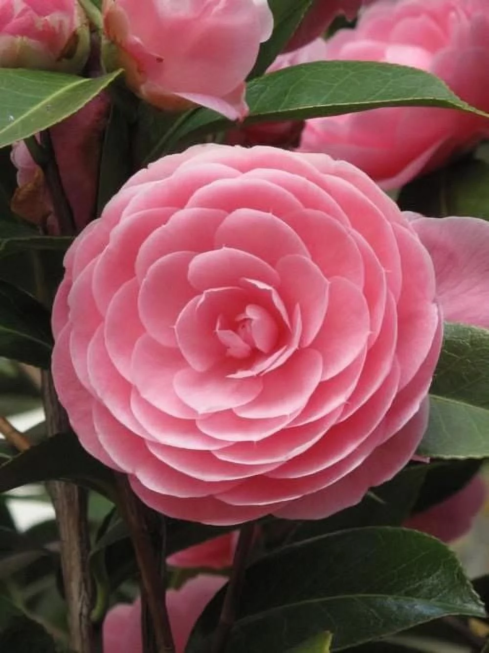 Pixies Gardens Pink Perfection Camellia 1 Gallon