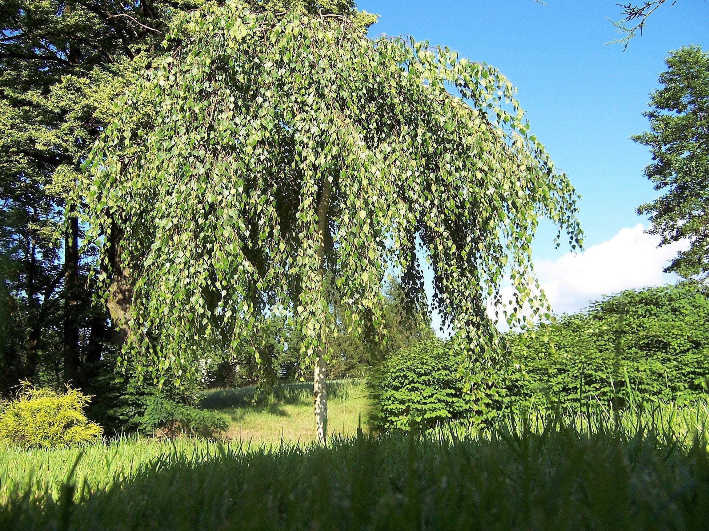 50 SILVER WEEPING BIRCH Tree White European Betula Pendula Alba Seeds