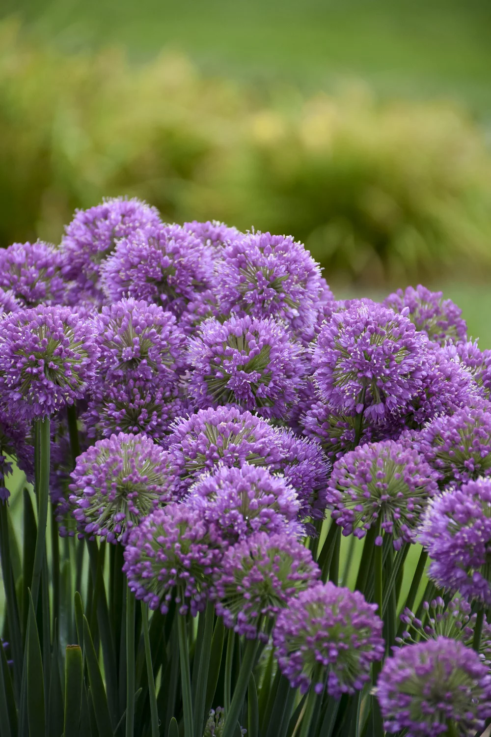 0.65, Proven Winners,  'Serendipity' Ornamental Onion (Allium), Purple Flowers, Grower Pot
