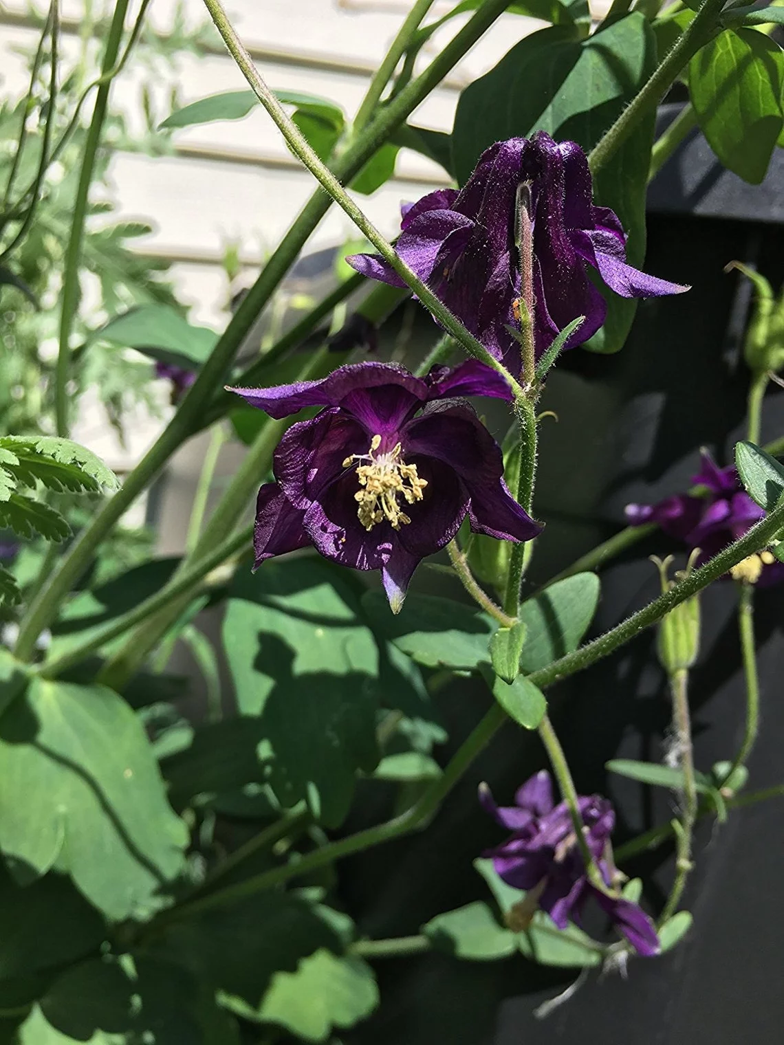 Deep Purple Columbine Perennial Premium Seeds Packet