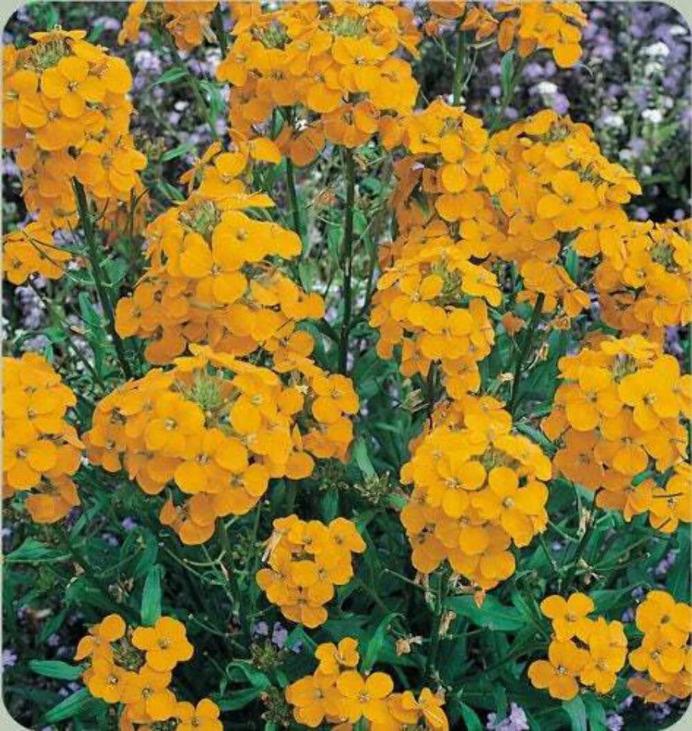 300 ENGLISH Aegean WALLFLOWER Cheiranthus Cheiri Seeds