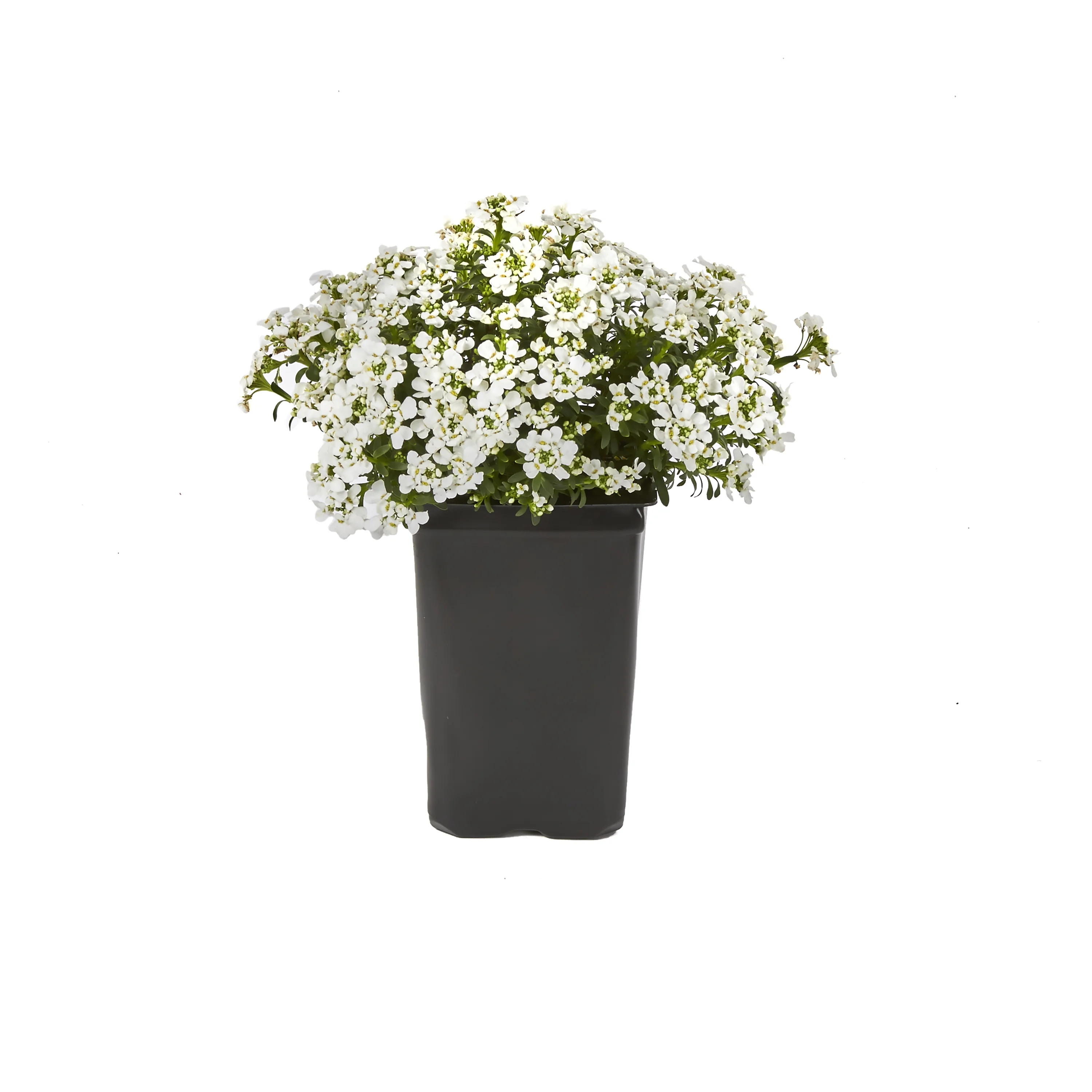 Expert Gardener QT White Iberis Live Plants with Grower Pot