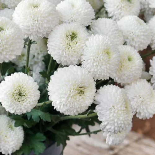 CHUXAY GARDEN White Chrysanthemum Seed,Mums,Chrysanths 10000 Seeds Beautiful Potted Plants Attract Butterflies and Bees Easy Cultivating