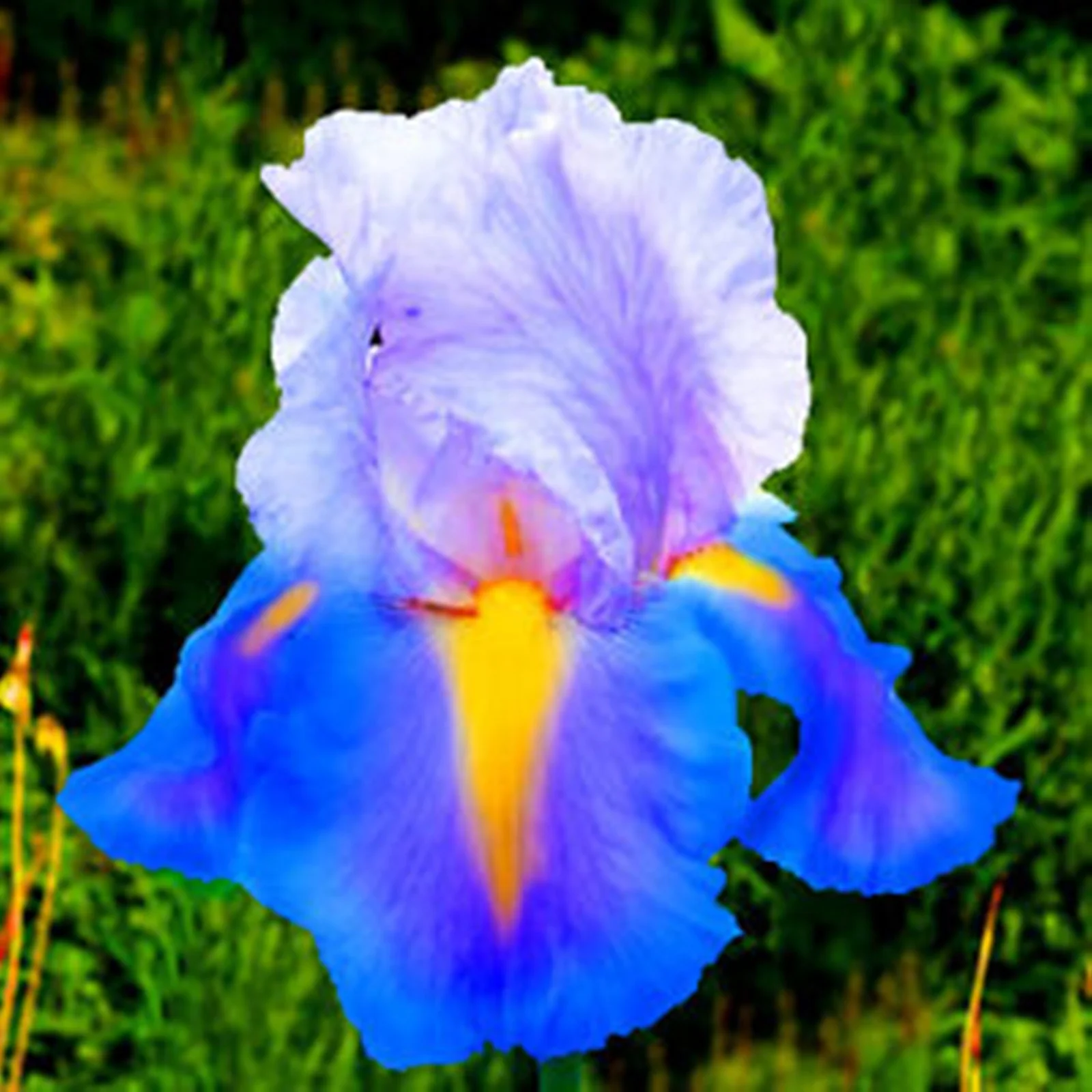 Iris Bulbs, Iris Plants Bulbs,Good Drainage To Promote Vigorous Growth, Iris Is Cold-Resistant,Has Strong Rhizomes. Bearded Iris Bulbs For Planting,Simply Beautiful Flowering Perennial,Is Drought,