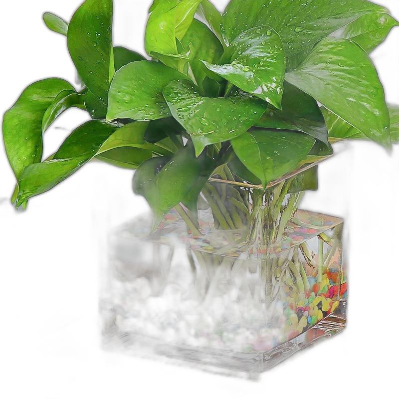 Hydroponic Utensils Copper Coin Grass Creative Bottle Glass Flower Pot Aquatic Plant Tulip Flower Vase Fangfang Describer Brown Pottery-500G Without Square Vat Intermediate