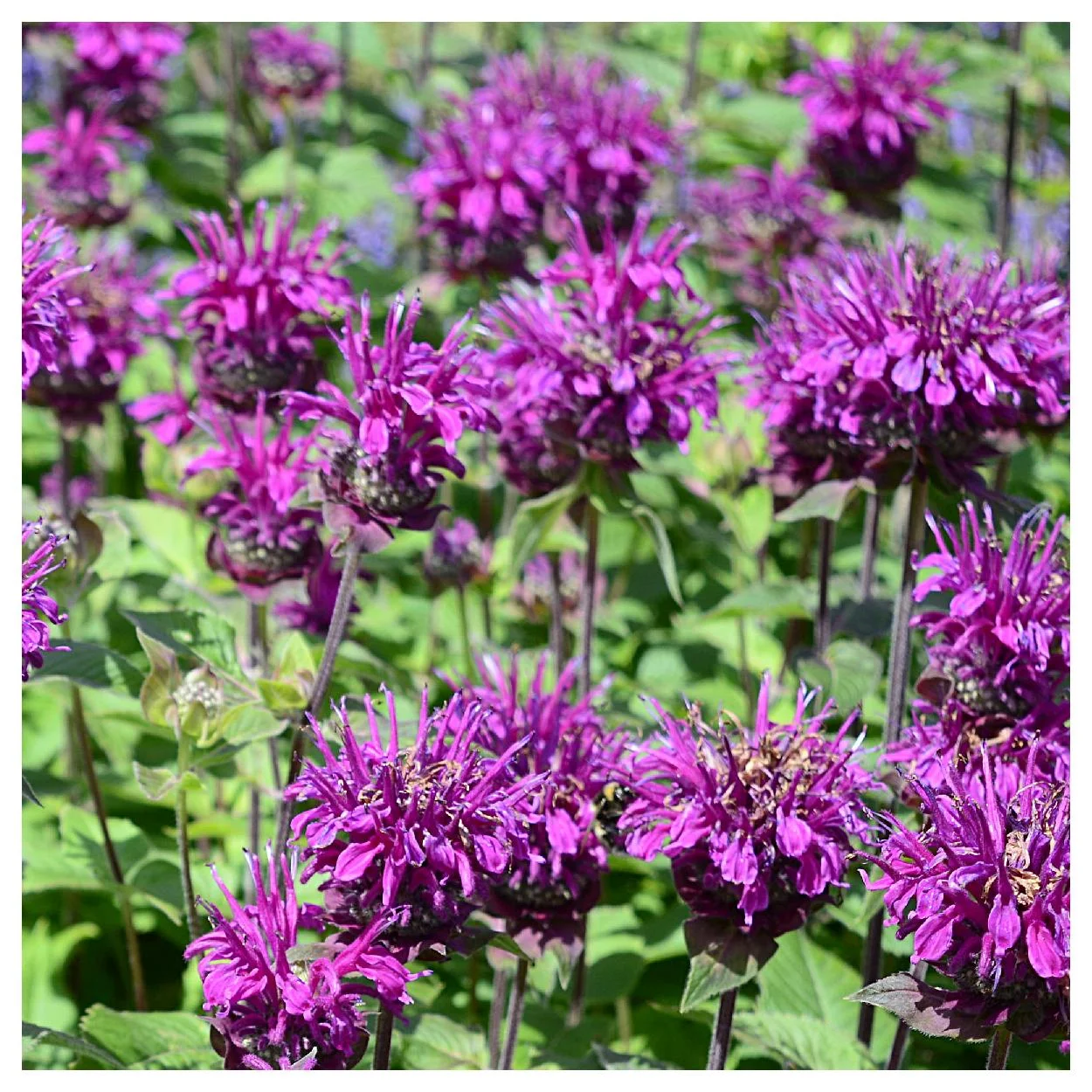 Everwilde Farms - 1750 Purple Bergamot Native Wildflower Seeds - Gold Vault Jumbo Bulk Seed Packet