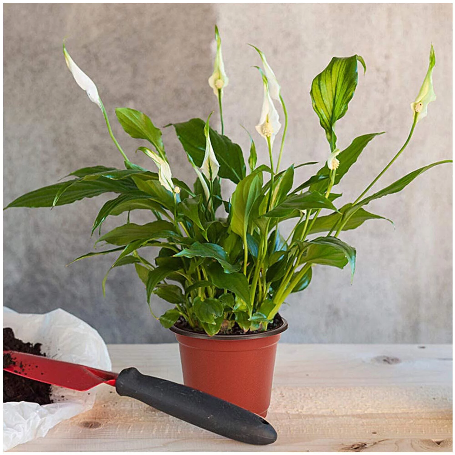 100 PCS Plastic Plant Flower Pot Nursery Seedlings Pot Container w/10*Label USA