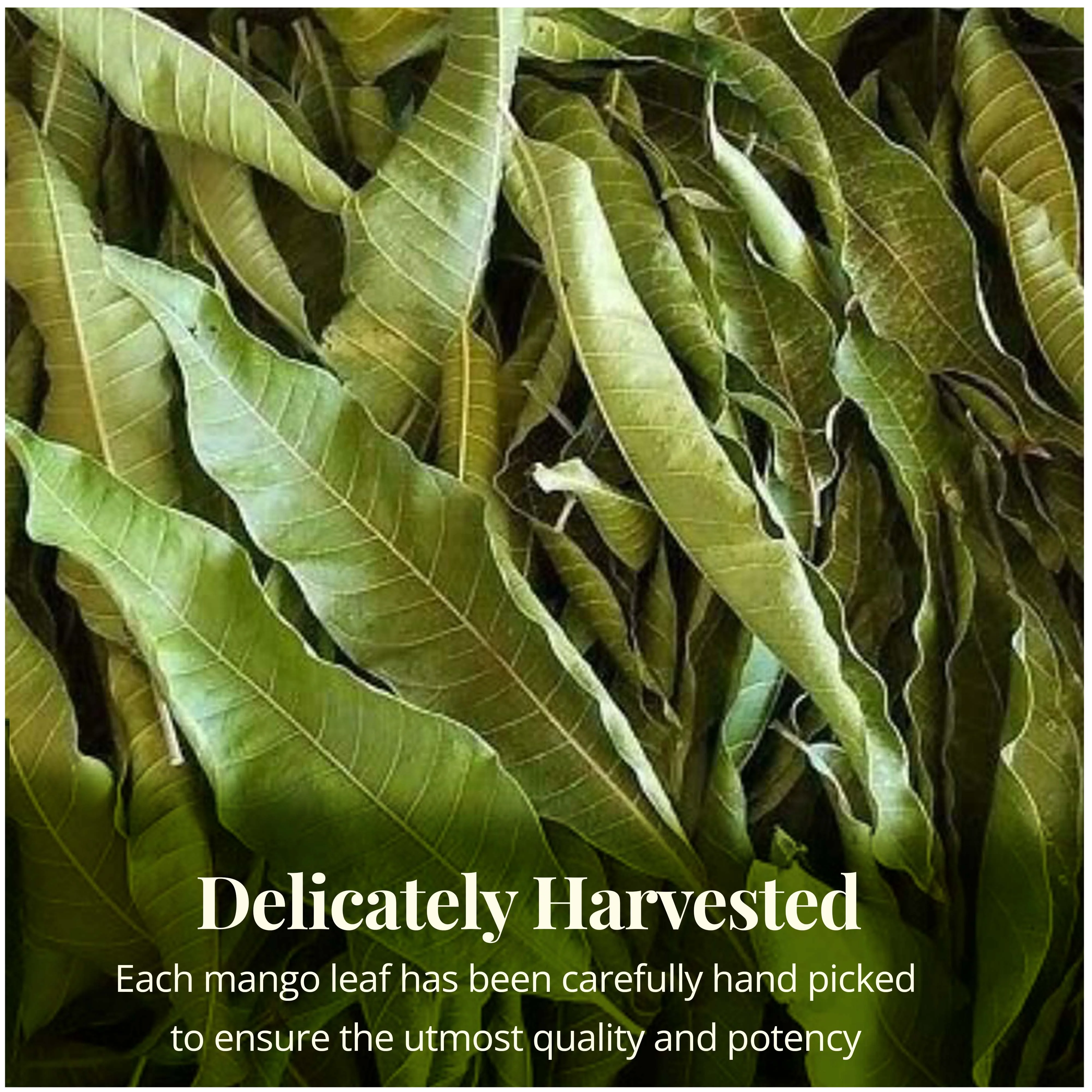 Akshit Organic Dried Mango Leaves, 5.2oz, Hojas De Mango, Mango Leaf Herbal Tea, Non GMO, Caffeine Free.