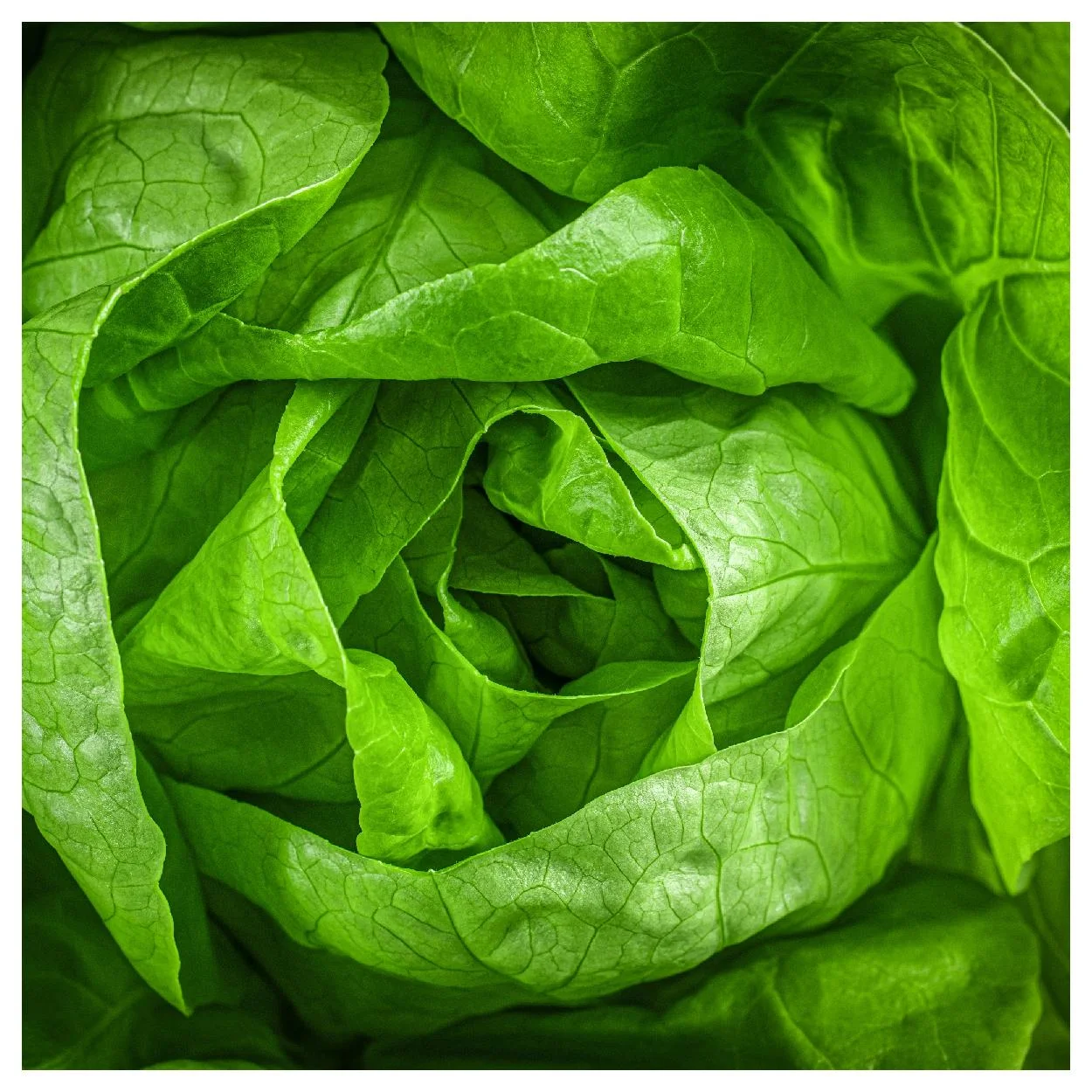 Everwilde Farms - 1000 Buttercrunch Butterhead Lettuce Seeds - Gold Vault Jumbo Bulk Seed Packet