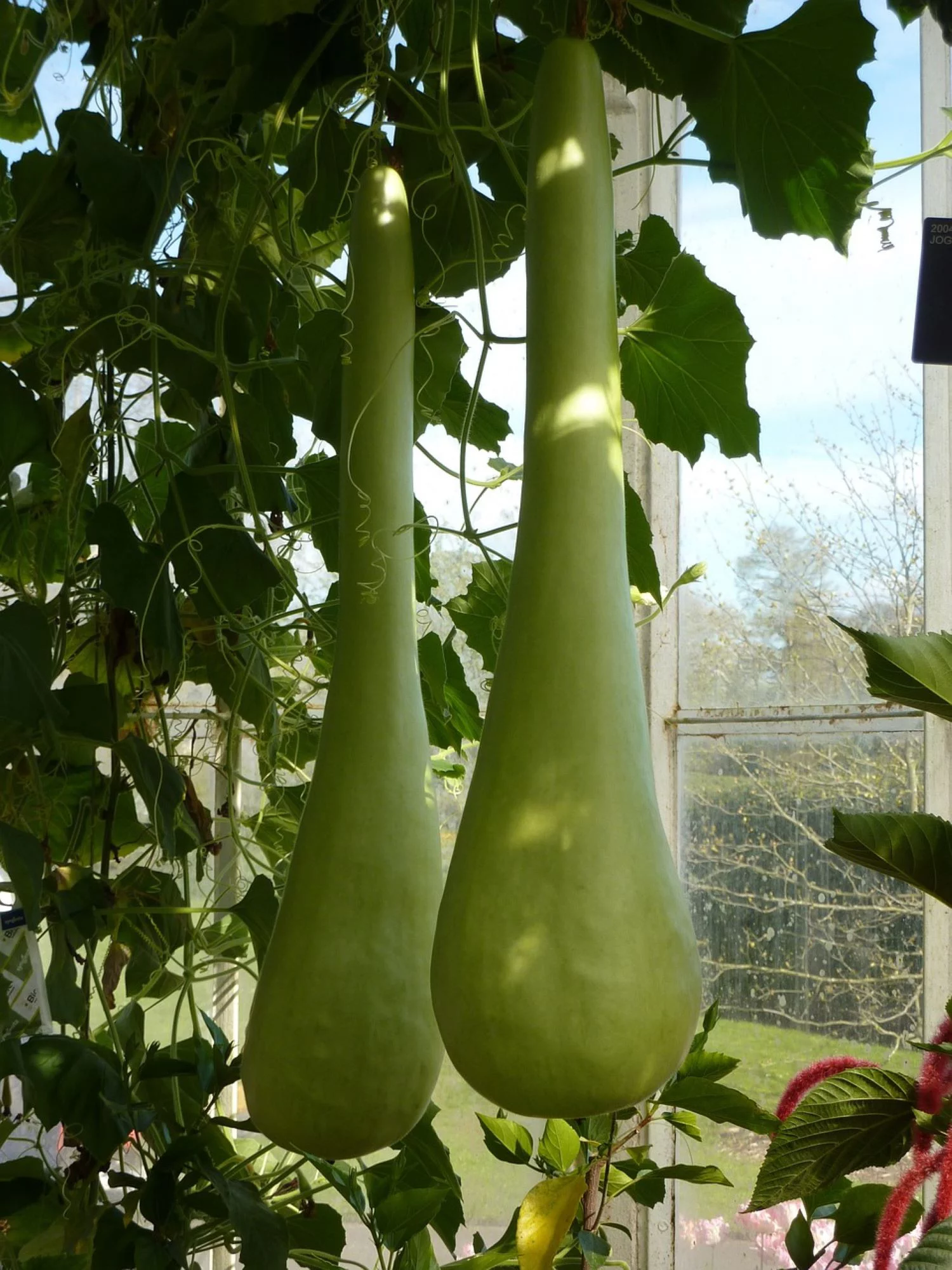 Birdhouse Bottle Gourd Seeds/ Annual/ Full Sun/10 Seeds/ Zellajake Farm and Garden - B110