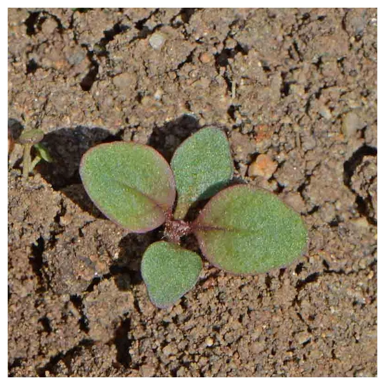 Everwilde Farms - 1250 Hairy Beardtongue Native Wildflower Seeds - Gold Vault Jumbo Bulk Seed Packet