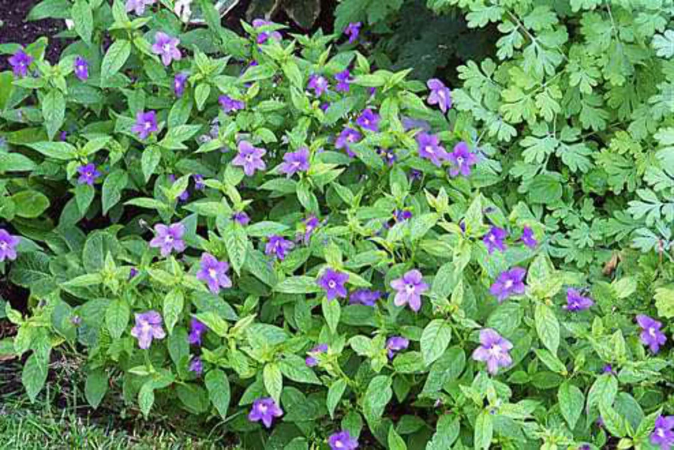 50 BROWALLIA (Amethyst Flower / Bush Violet) Browallia Americana Flower Seeds