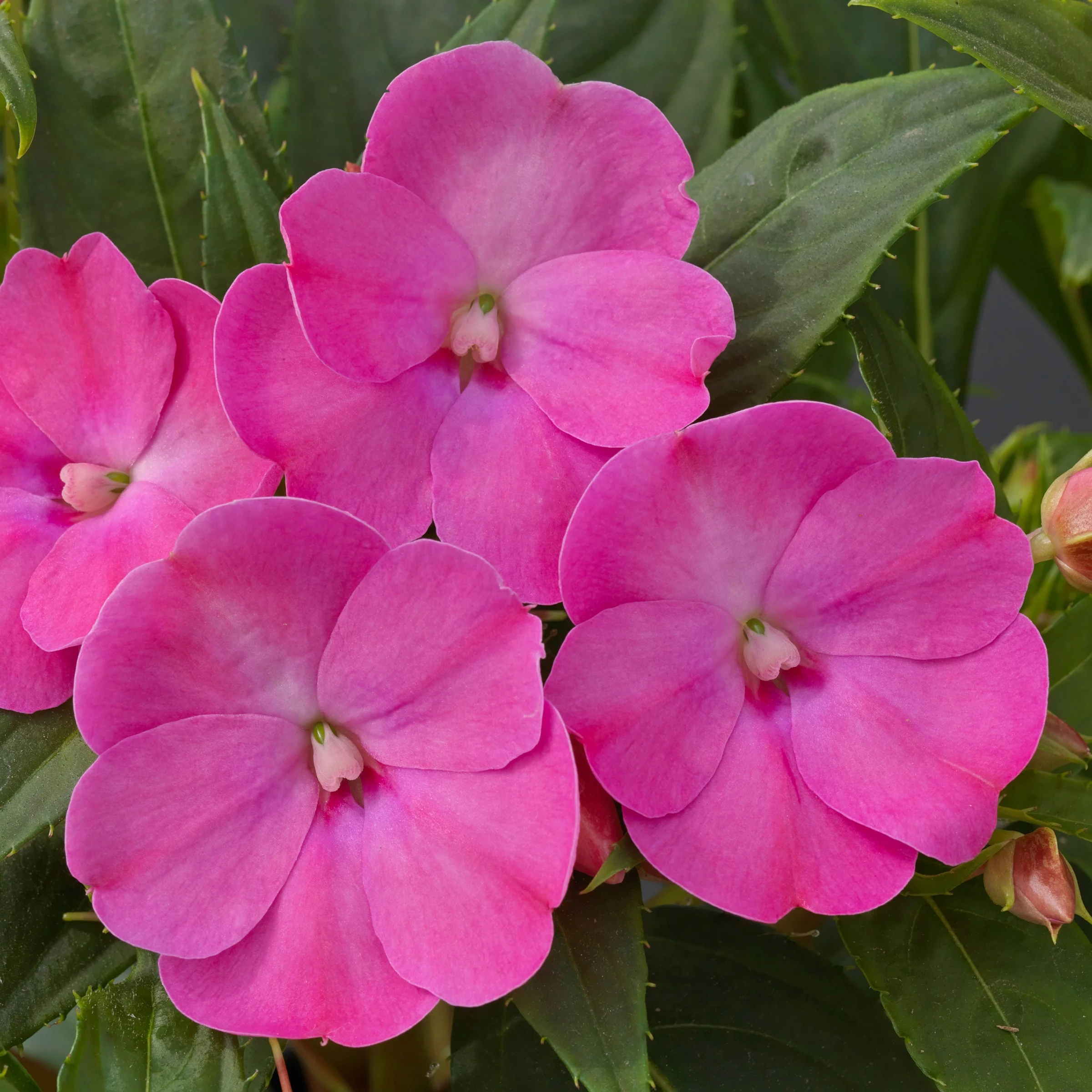 2.5 in. Impatiens Compact Lilac SunPatiens (3-Pack)