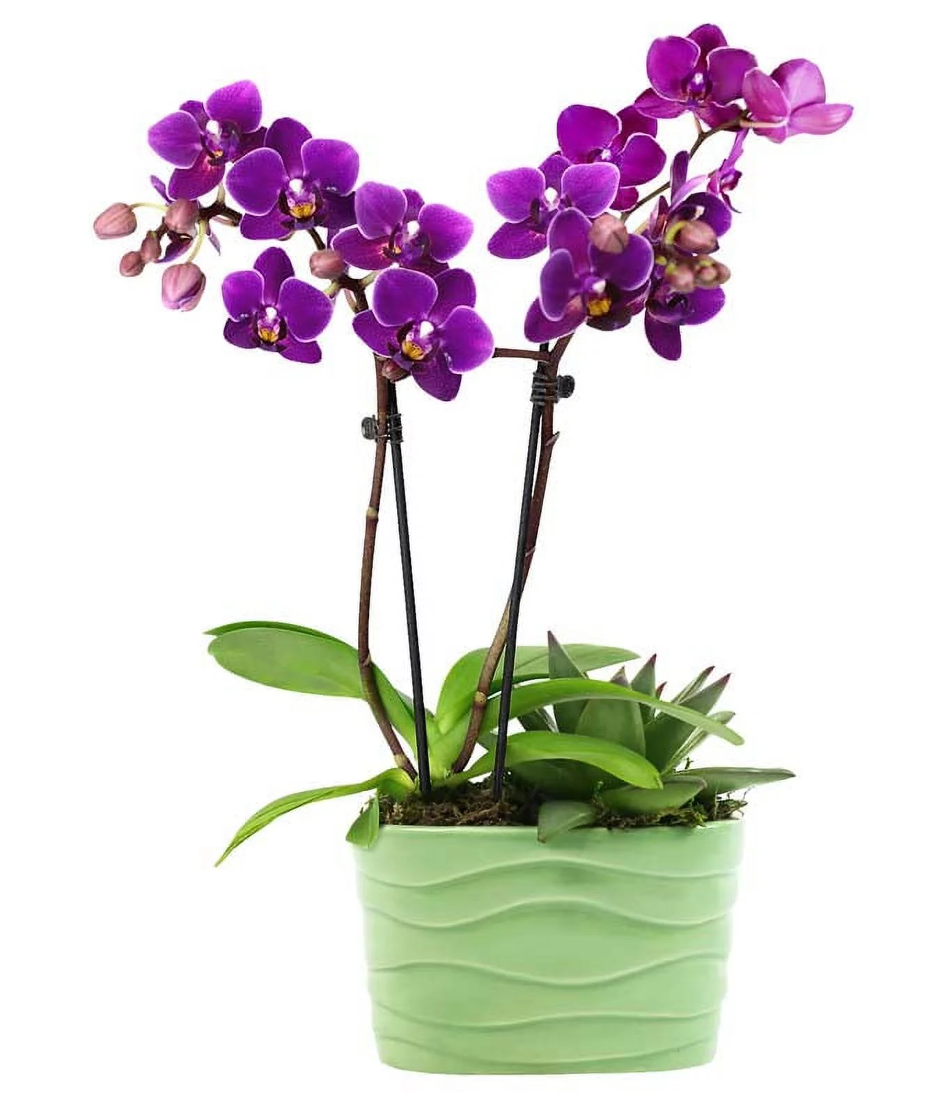 From You Flowers - 6-10