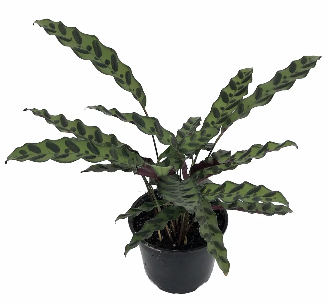 Rattlesnake Plant - Calathea lancifolia - Easy House Plant - 6