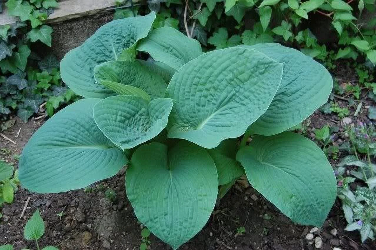 10 HOSTA ELEGANS Shade Flower Seeds * Combined Flat Shipping