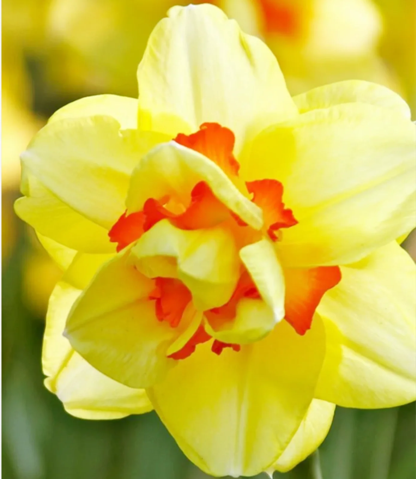 Daffodil Bulbs, Daffodil Bulbs for Planting, Narcissus Bulbs, Narcissus Bulbs Indoor Outdoor, Narcissus Flower Bulbs, Narcissus Flower Outdoor Perennial