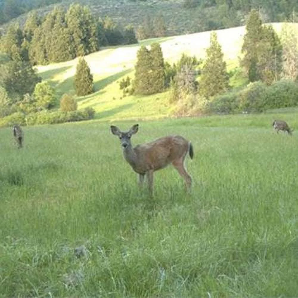 Sweet Spot Deer Food Plot Seed - SucraSeed - 10 LBS