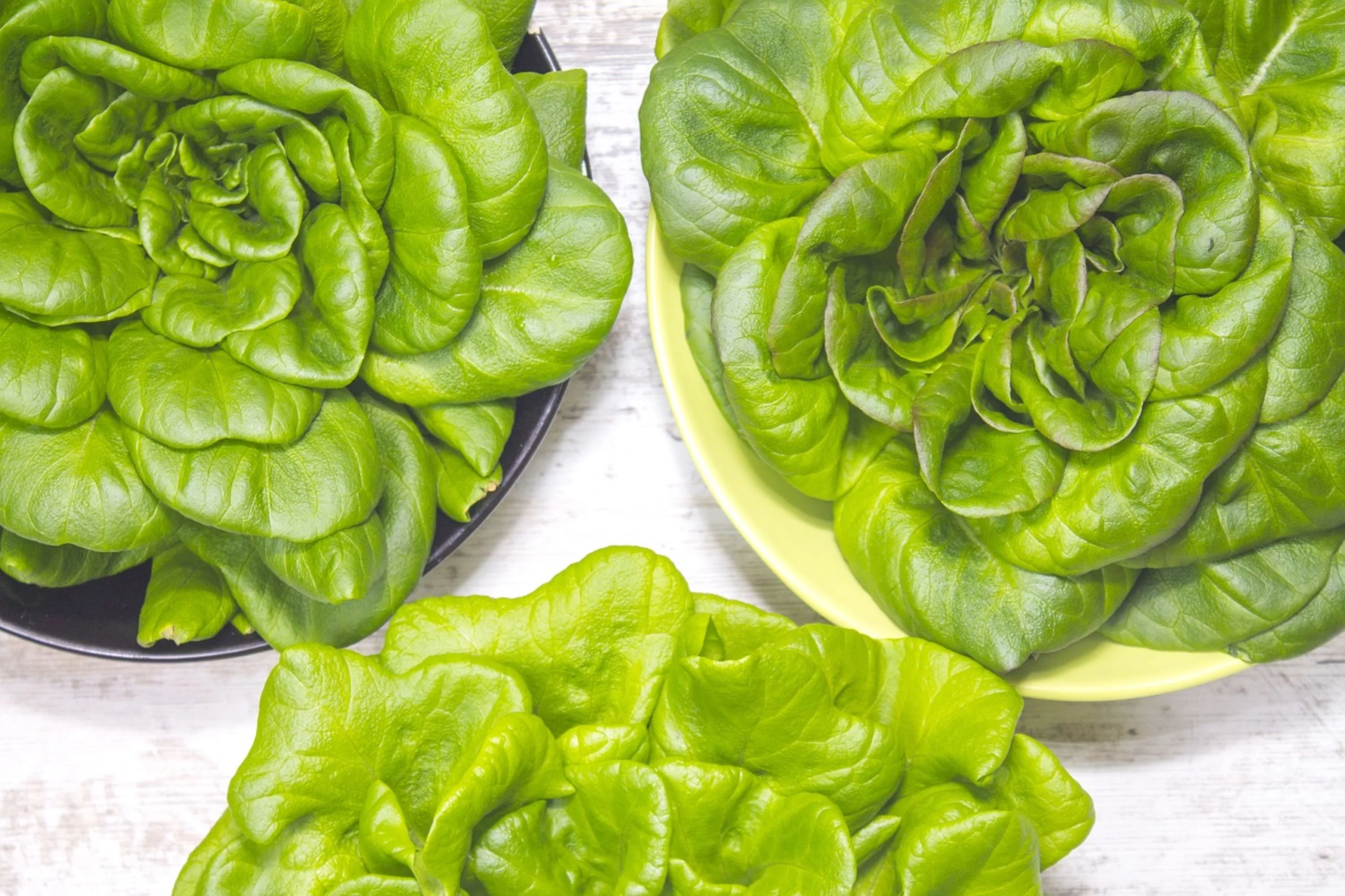 Ruby Red Leaf Lettuce Seeds/ Annual/ Full Sun/500 Seeds 1/2 Gram/ Zellajake Farm and Garden - B191