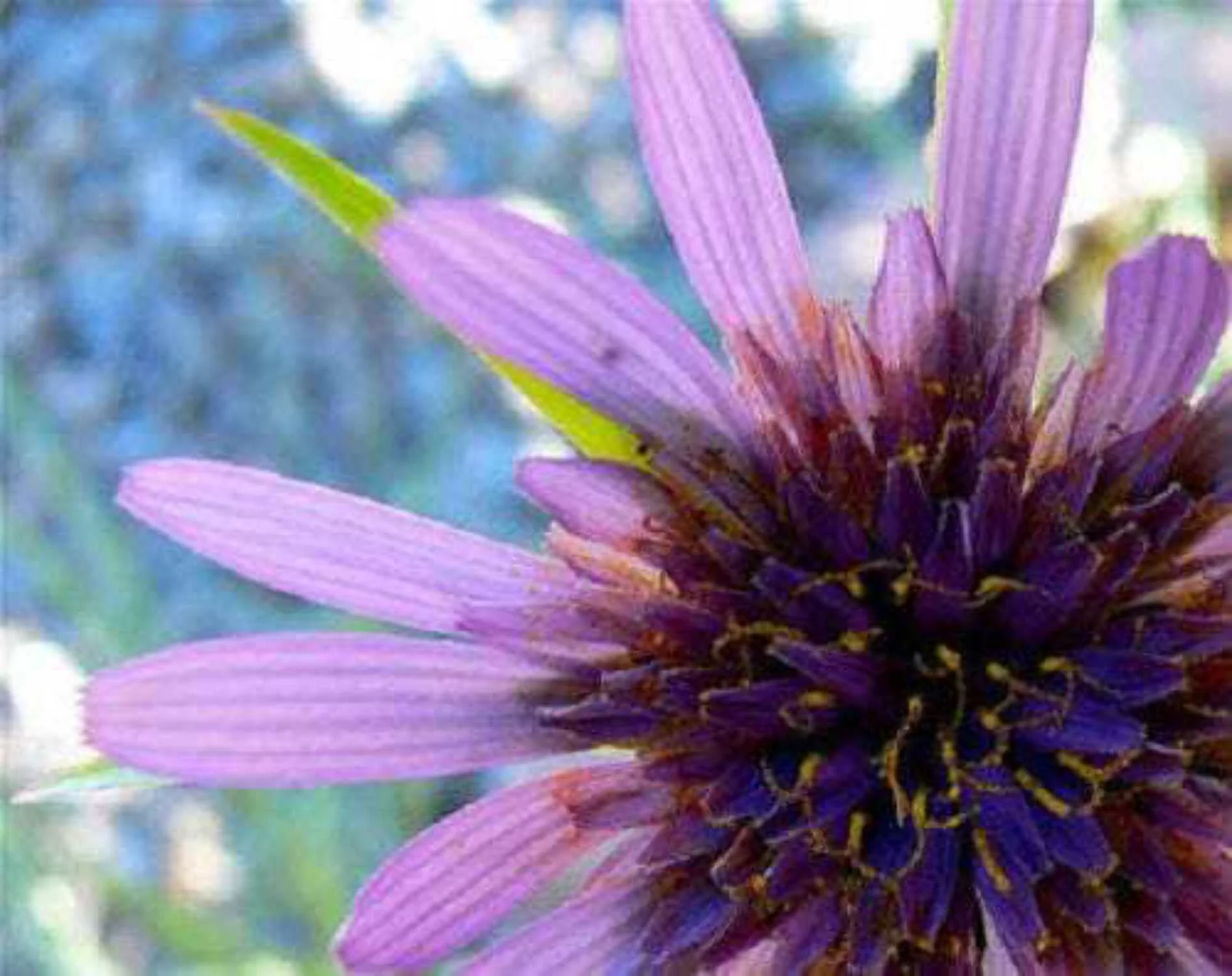 50 MAMMOTH Sandwich Island SALSIFY White Root Vegetable Oyster Flower Seeds