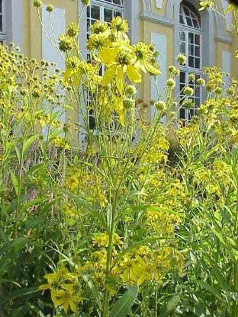 250 WINGSTEM / YELLOW IRONWEED Verbesina Alternifolia Flower Seeds