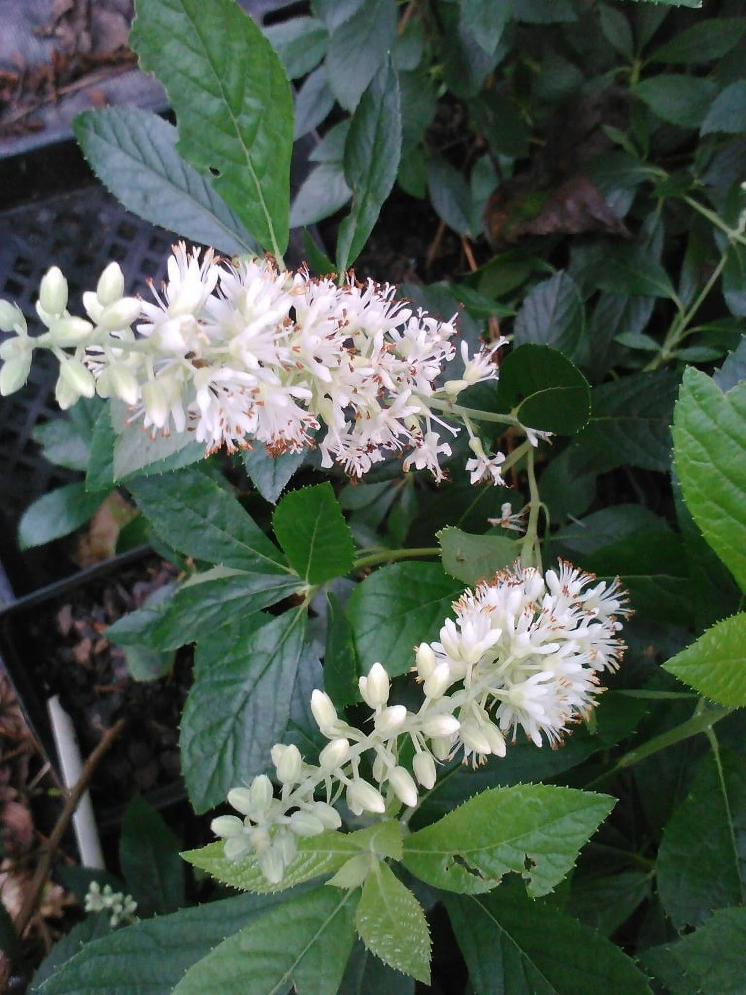 Pixies Gardens 16 Candles Clethra, Candle Like Fragrant Blooms Good For Wet Areas Liner