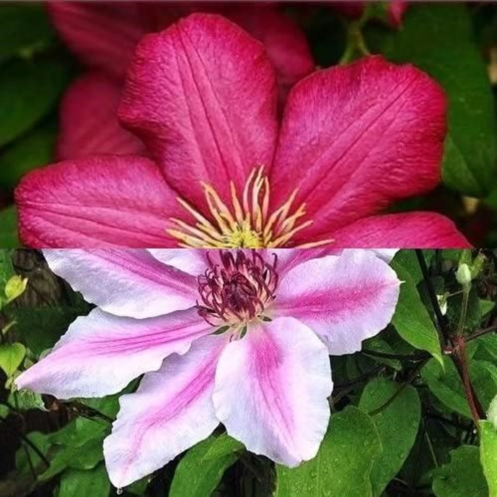 Clematis Bulbs,Clematis Flowers For Planting,Clematis Plants,Clematis Root Pot Plants Outdoor,Clematis Vine Plants Live Shade,Pretty,Clematis Bulbs For Sale.