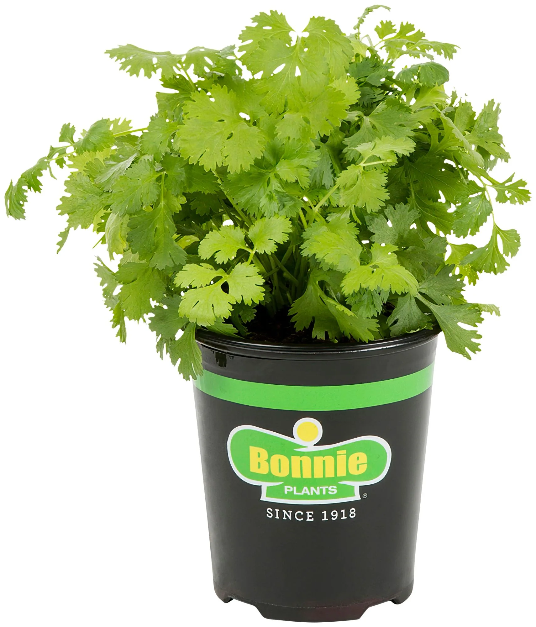 Bonnie Plants Organic Cilantro 14.6 oz.