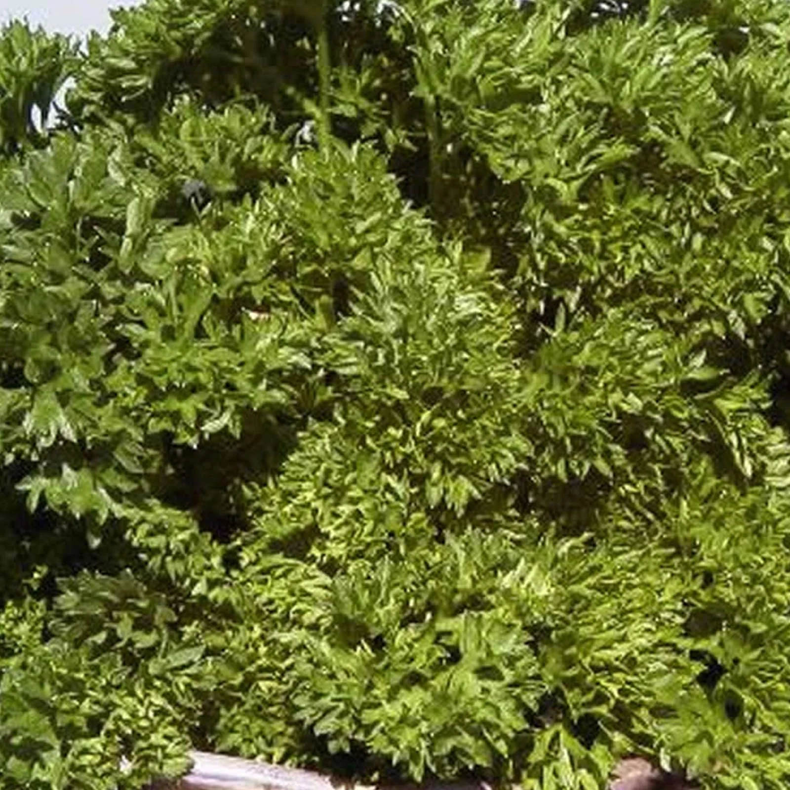 Parsley Herb Garden Seeds - Triple Moss Curled - 1 g Packet ~500 Seeds - Non-GMO, Heirloom Herbal Gardening & Microgreens Seed