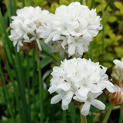 QAUZUY GARDEN 25 Mixed Sea Pink Thrift (Armeria Maritima) Seeds for Planting | Non-GMO Heirloom Flower Beautiful Garden Home Container Border Plant Attract Pollinators