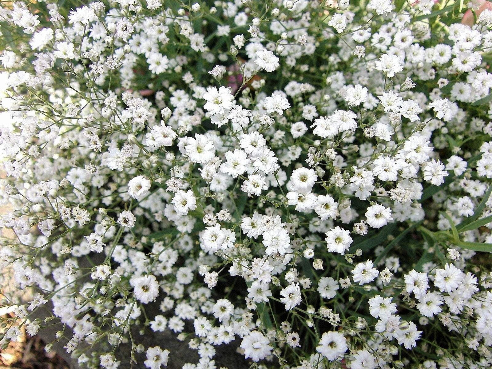 1000 White BABY'S BREATH 'Covenant Garden' Gypsophila Elegans Flower Seeds