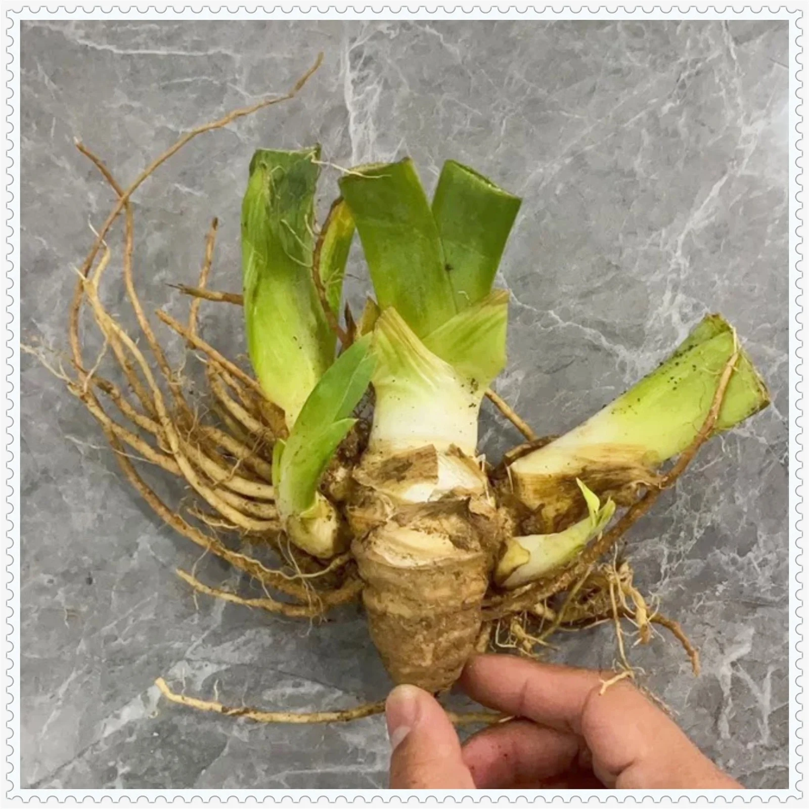 Iris bulbs, bearded iris bulbs，iris plant,Iris bulbs fior planting hardy perennial herb that grows well in gardens and pots